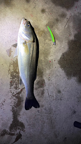 シーバスの釣果