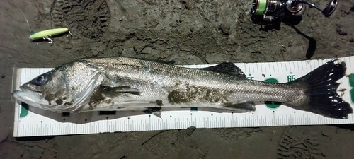 シーバスの釣果