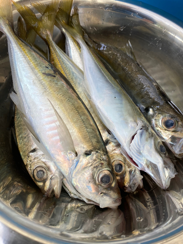 アジの釣果