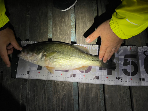 ブラックバスの釣果