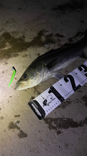 シーバスの釣果