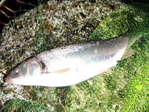 ウグイの釣果