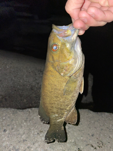 スモールマウスバスの釣果