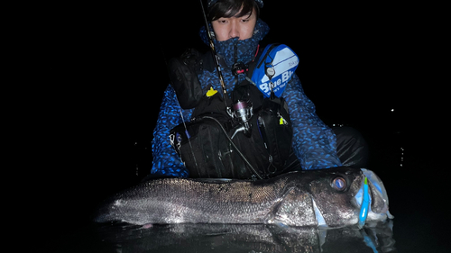 スズキの釣果