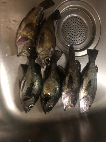 メバルの釣果