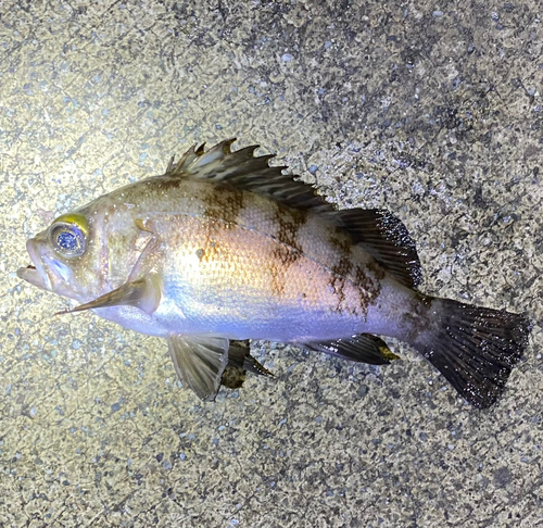 シロメバルの釣果