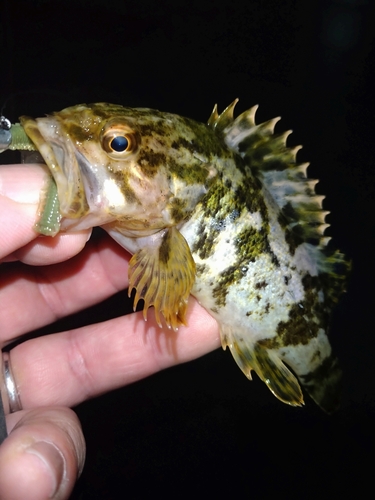 タケノコメバルの釣果