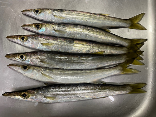 カマスの釣果