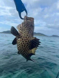 シロブチハタの釣果