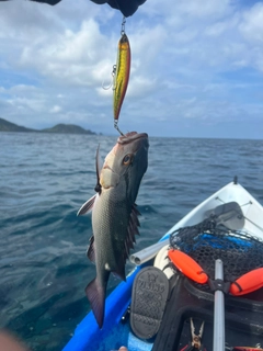 ゴマフエダイの釣果