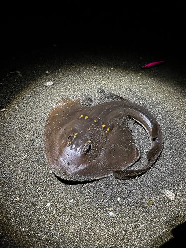 ウチワザメの釣果