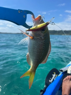 クチナジの釣果