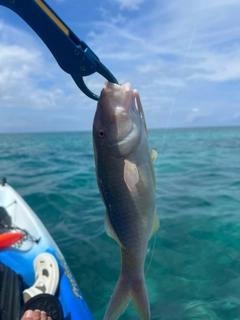 マルクチヒメジの釣果