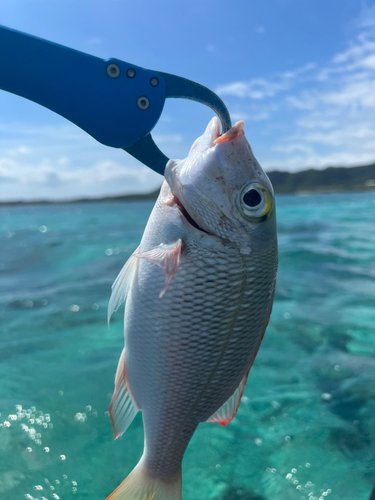 クチナジの釣果