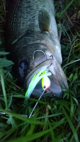 ブラックバスの釣果