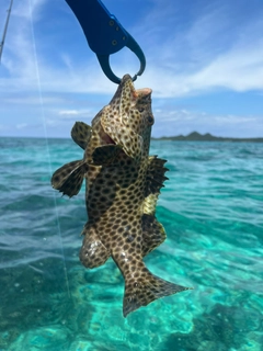 シロブチハタの釣果