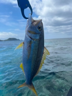 イシフエダイの釣果