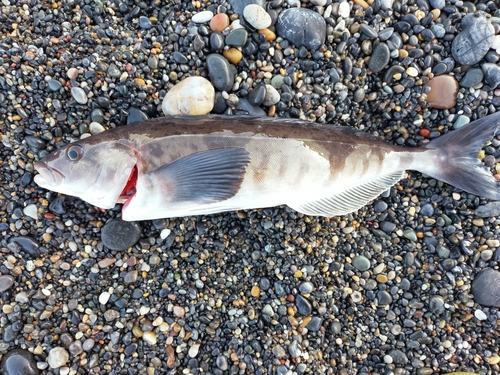 ホッケの釣果