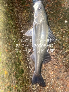 シーバスの釣果