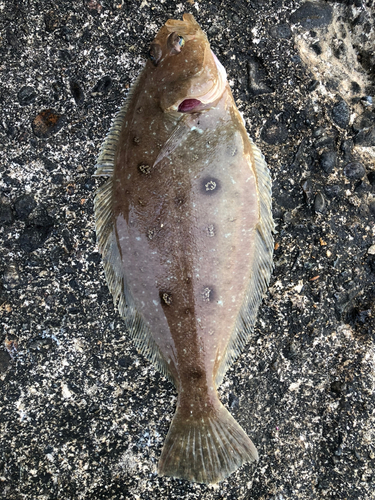 カレイの釣果