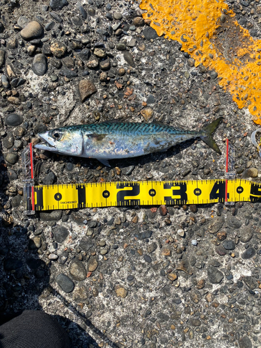 サバの釣果