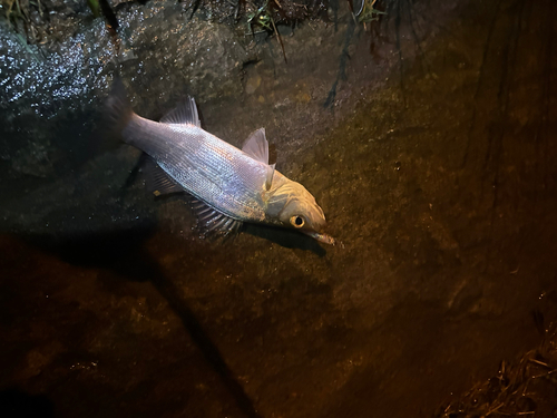 セイゴ（ヒラスズキ）の釣果