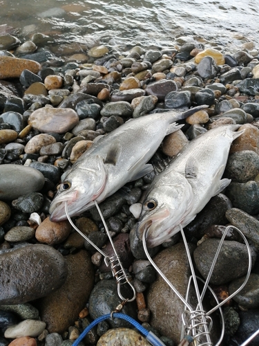 スズキの釣果