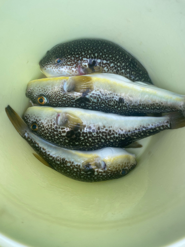 ショウサイフグの釣果