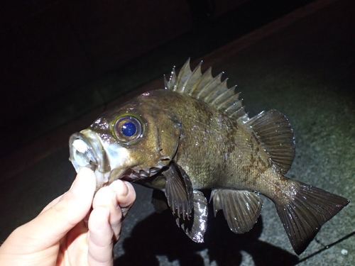 シロメバルの釣果