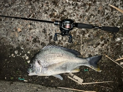 キビレの釣果