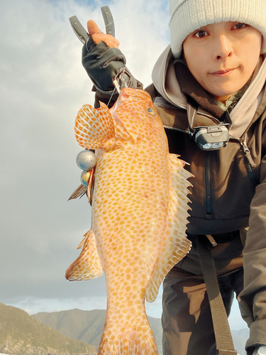 オオモンハタの釣果