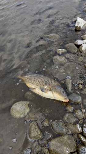 コイの釣果