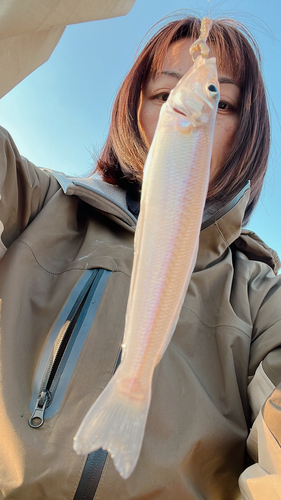 キスの釣果