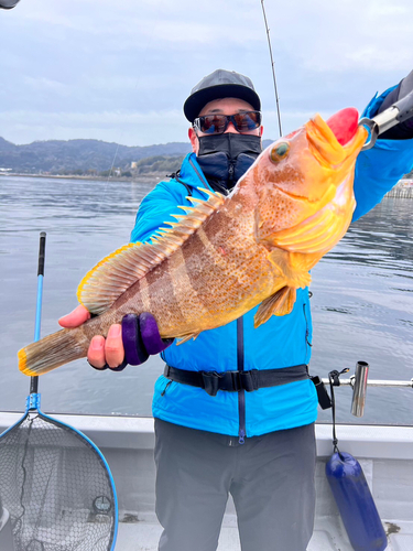 アオハタの釣果