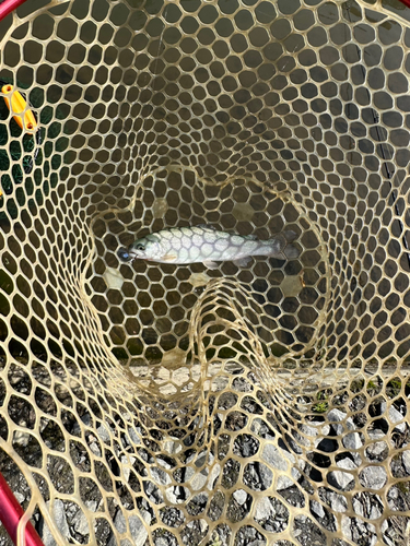 ニジマスの釣果