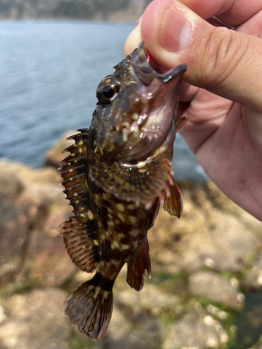 クロソイの釣果