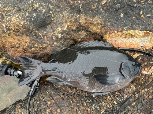 メジナの釣果