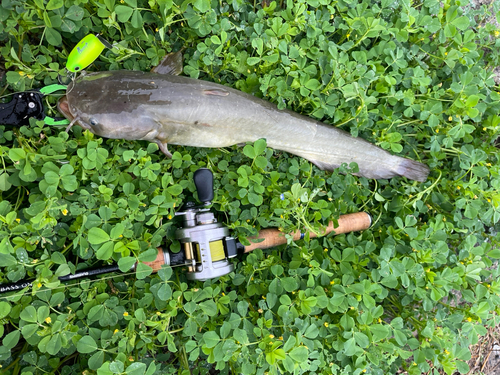 ナマズの釣果