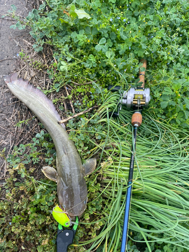 ナマズの釣果