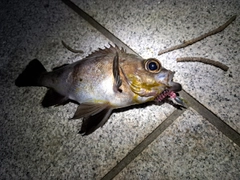 メバルの釣果