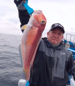 アマダイの釣果