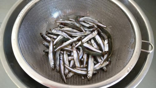 チアユの釣果