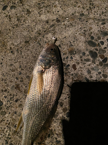 内房で釣れたニベの釣り・釣果情報 - アングラーズ