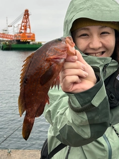 アコウの釣果