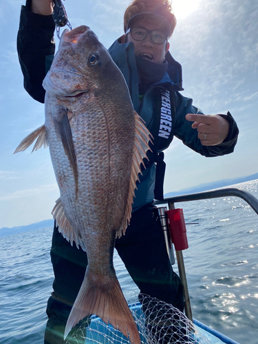 マダイの釣果