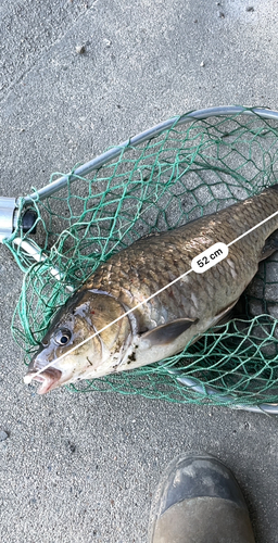 フナの釣果