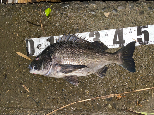 クロダイの釣果