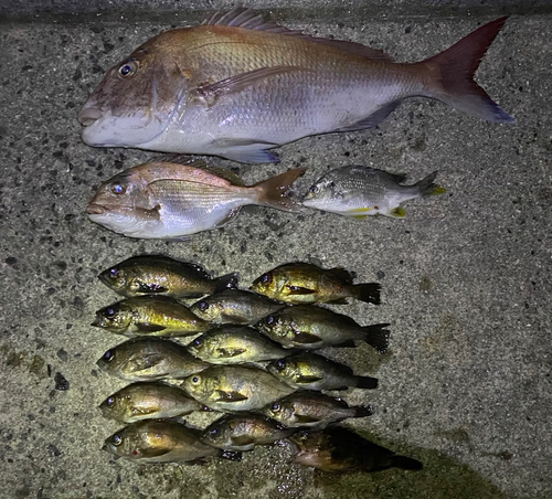 マダイの釣果