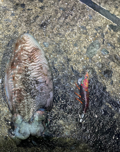 コウイカの釣果