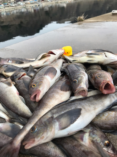 ホッケの釣果